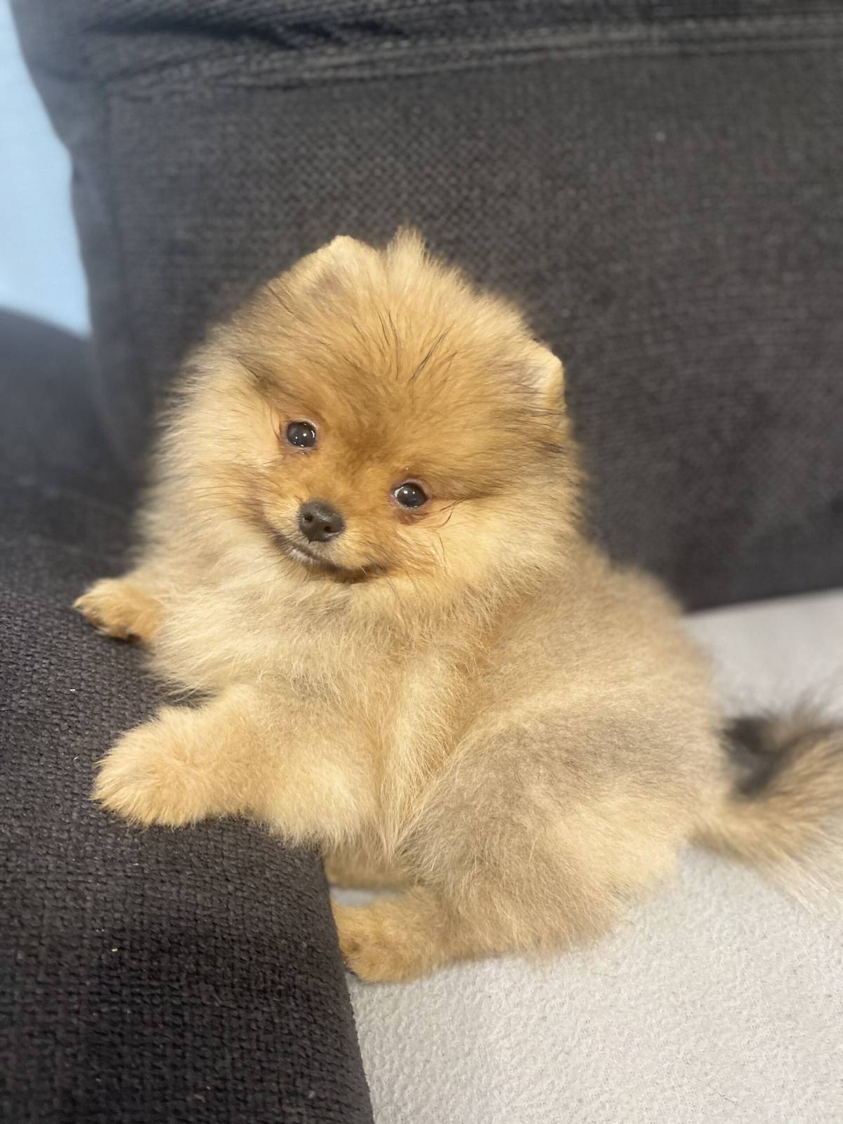 Pomeranski spic