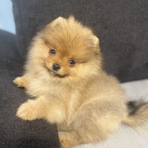 Pomeranski spic