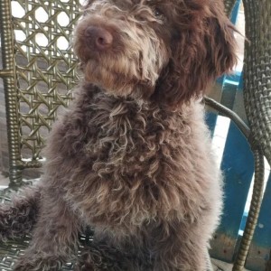 Lagotto Romagnolo štenci