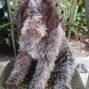 Lagotto Romagnolo štenci