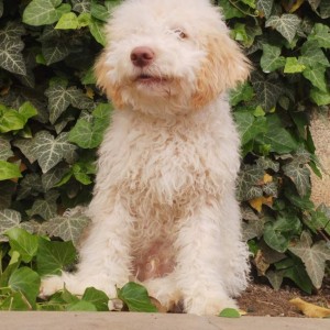 Lagotto Romagnolo štenci