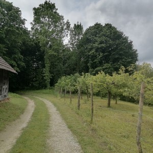 Voćnjak s kleti na prodaju