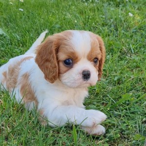CAVALIER KING CHARLES SPANIEL-štenci, moguća dostava