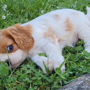CAVALIER KING CHARLES SPANIEL-štenci, moguća dostava