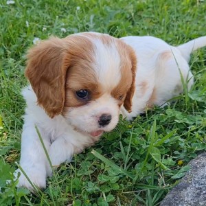 CAVALIER KING CHARLES SPANIEL-štenci, moguća dostava