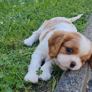CAVALIER KING CHARLES SPANIEL-štenci, moguća dostava
