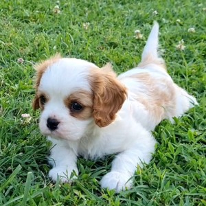 CAVALIER KING CHARLES SPANIEL-štenci, moguća dostava
