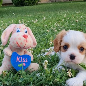 CAVALIER KING CHARLES SPANIEL-štenci, moguća dostava