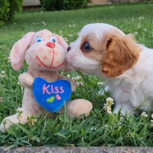 CAVALIER KING CHARLES SPANIEL-štenci, moguća dostava