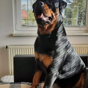 Rotvajler