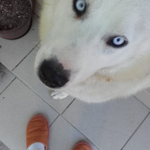 Sibirski haski udomljavanje (Aska)
