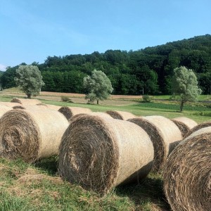 Rolo bale kvalitetnog livadnog sijena