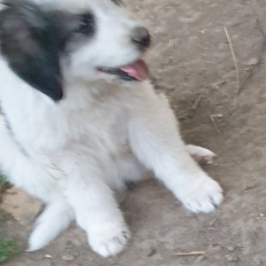 Štenci tornjaka