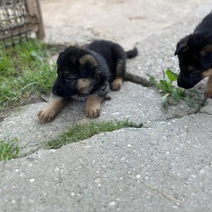 Prodajem štence njemačkog ovčara