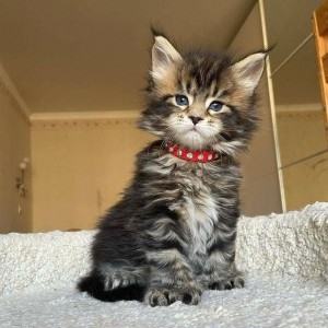 Prekrasna Maine coon maca