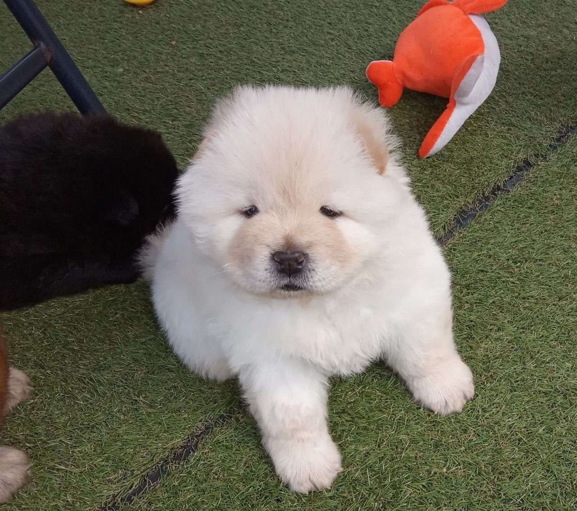 Prekrasni štenci chow chow-a