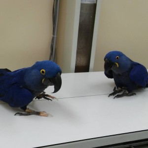 Prodajem papigu Hyacinth Macaw