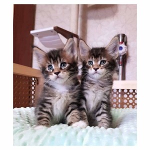 Prekrasna Maine coon maca