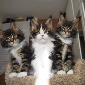 Prekrasna Maine coon maca