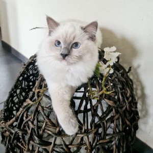 Gccf registrirani - Ragdoll mačići s punim rodovnikom