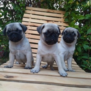 Mops Pug