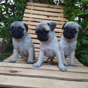 Mops Pug