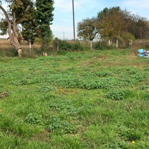 Kuća