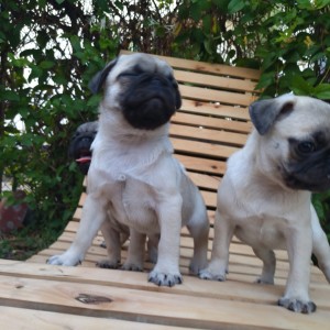 Mops Pug