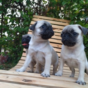 Mops Pug