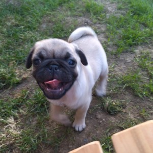 Mops Pug
