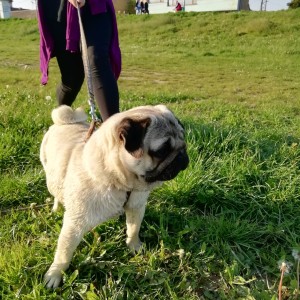 Mops Pug