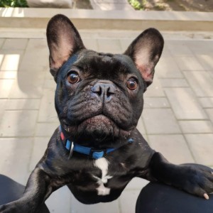 Francuski buldog za parenje