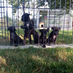 PIT BULL SAMPIONSKO LEGLO