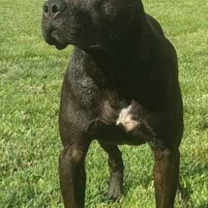 PIT BULL SAMPIONSKO LEGLO