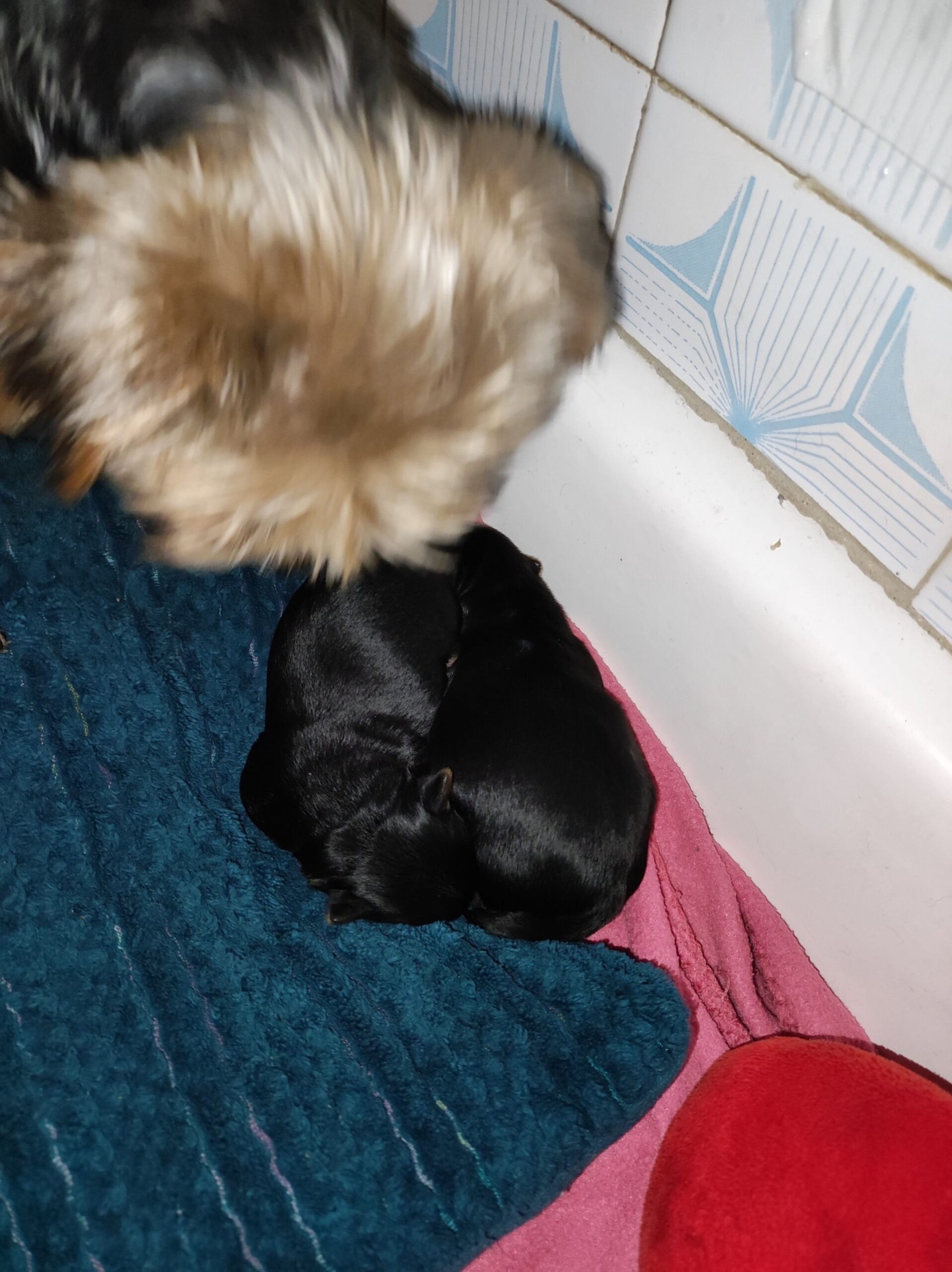 Yorkshire terrier, Jorkširski terijer, Jorki, Yorki