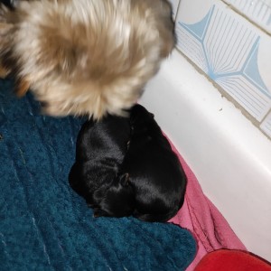 Yorkshire terrier, Jorkširski terijer, Jorki, Yorki