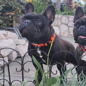 Francuski buldog za parenje