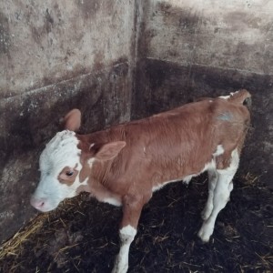Krave i telad
