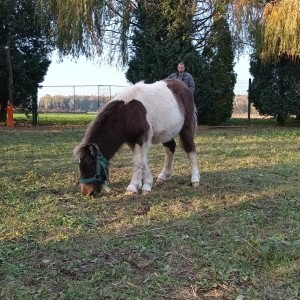 Pony konj