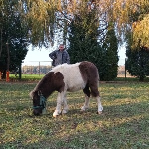 Pony konj