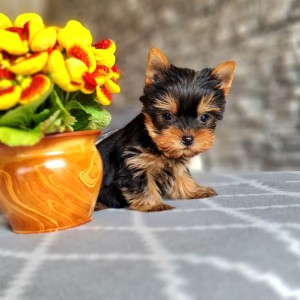 Yorkshire terrier, Jorkširski terijer, Jorki, Yorki