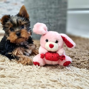 Yorkshire terrier, Jorkširski terijer, Jorki, Yorki