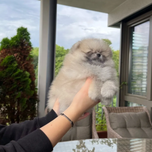 Pomeranac Boo čistokrvni i patuljasti kad odraste
