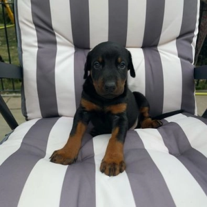 SPREMAN ZA POLAZAK - Dobermann vrhunske kvalitete