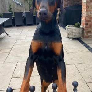 SPREMAN ZA POLAZAK - Dobermann vrhunske kvalitete