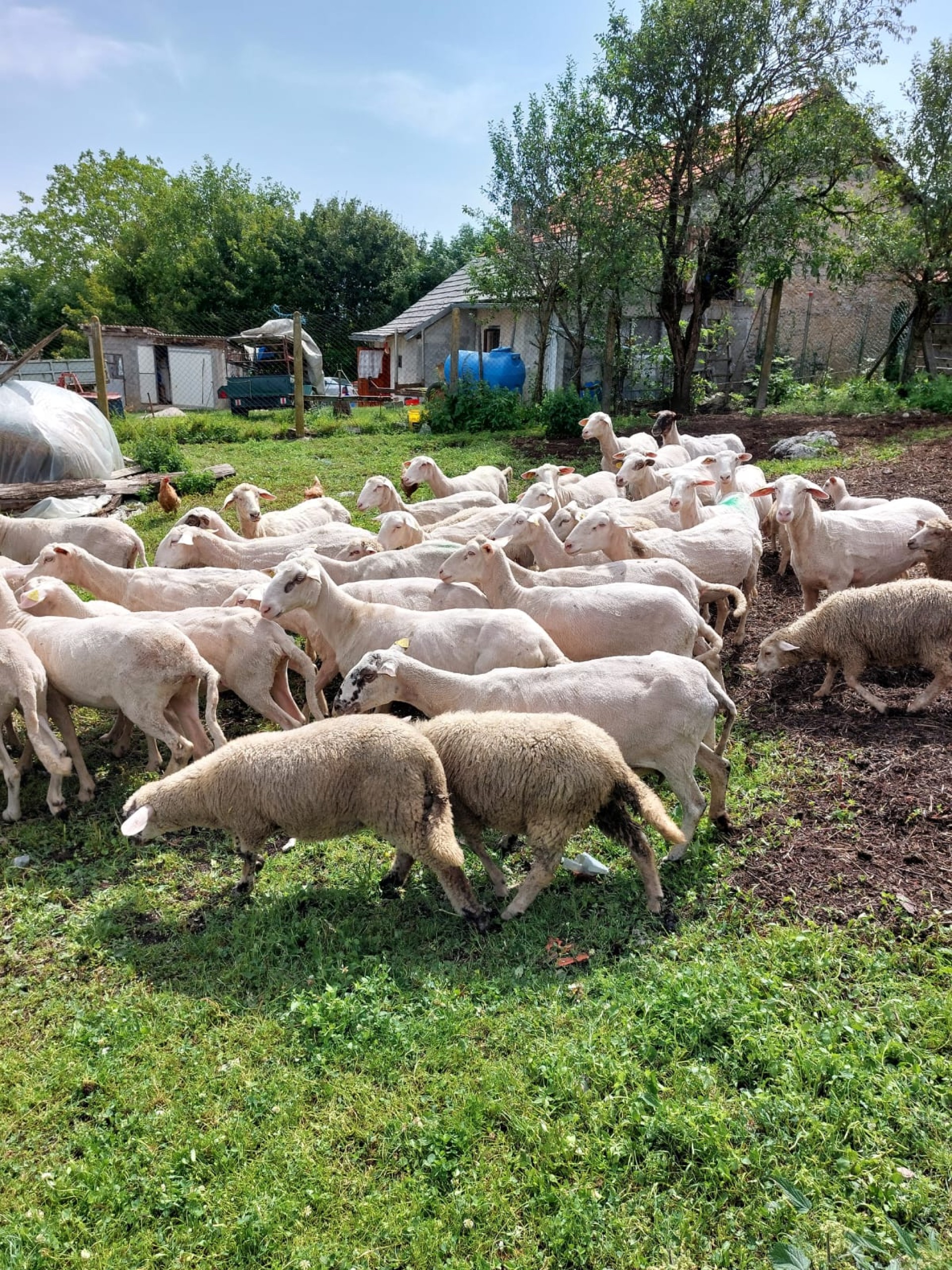 Prodajem ovce ili mjenjam