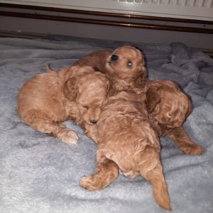 Toy pudle i patuljaste
