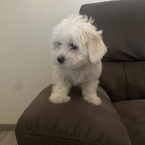 Mini maltezer štenci