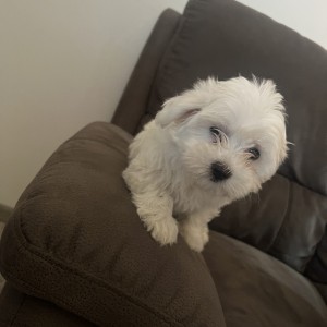Mini maltezer štenci
