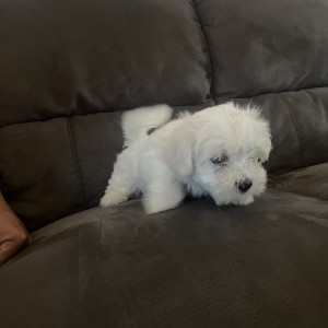 Mini maltezer štenci
